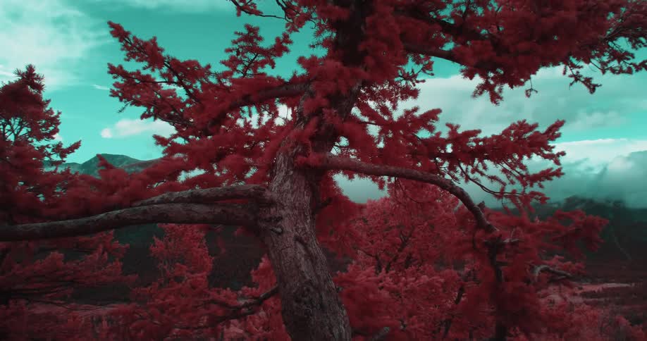 Filter tinted red conifer contrasts with aquamarine tinted sky