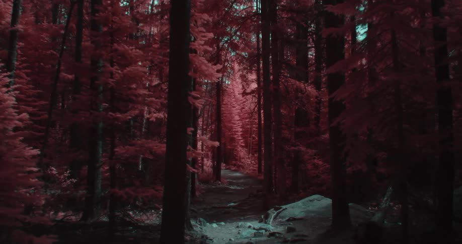 A cgi animated forest with pink pine trees is shown going forward along a path