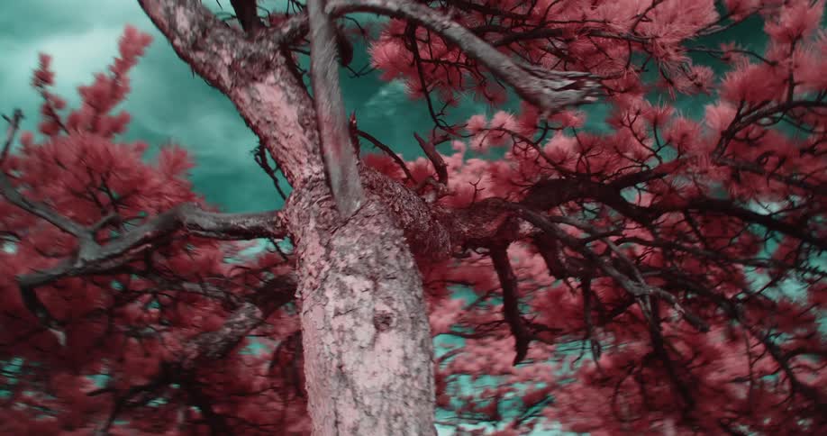 Red colored filter tints conifer trees and sky