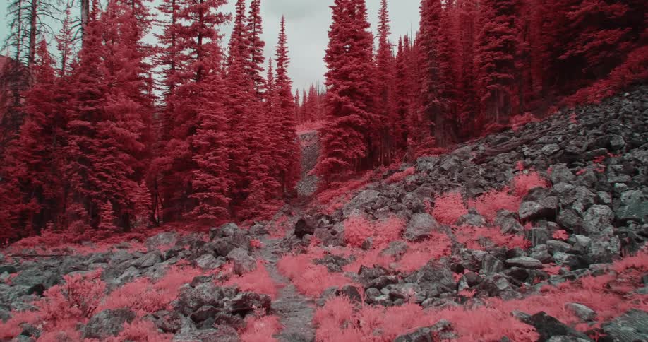 Pink tinted vegetation contrasts with gray rocks occupying same slope as red tinted conifer forest