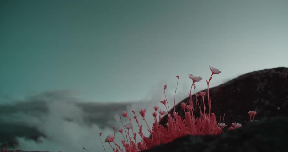 Red tinted flowers tremble in breeze against white cloud under blue sky