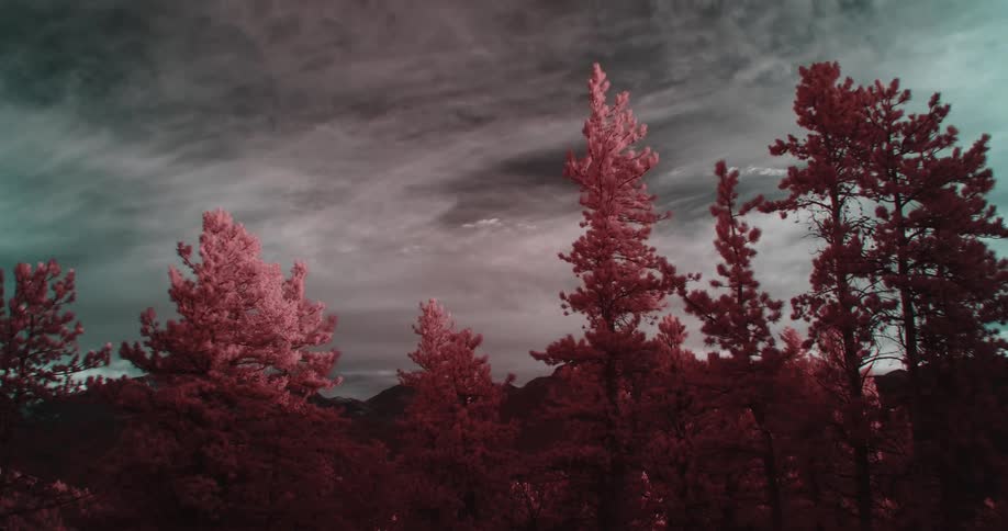 A landscape of lushly colored tall trees with a cloudy sky in the background