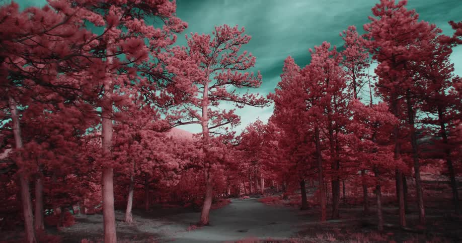 Red tinted vegetation borders road under green tinted clouds