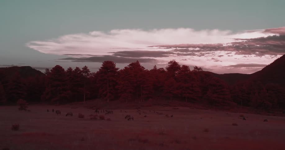Red tints landscape and herd grazing in field bordering mountain and forest on cloudy day