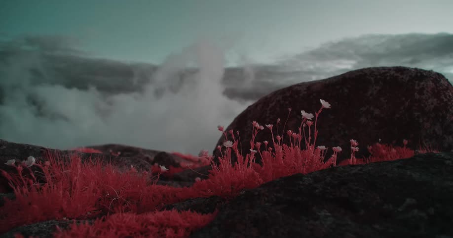 Red filter tinted flowers shake in the breeze near low lying cloud filled valley