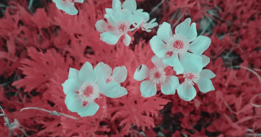 The wind blows the white flowers