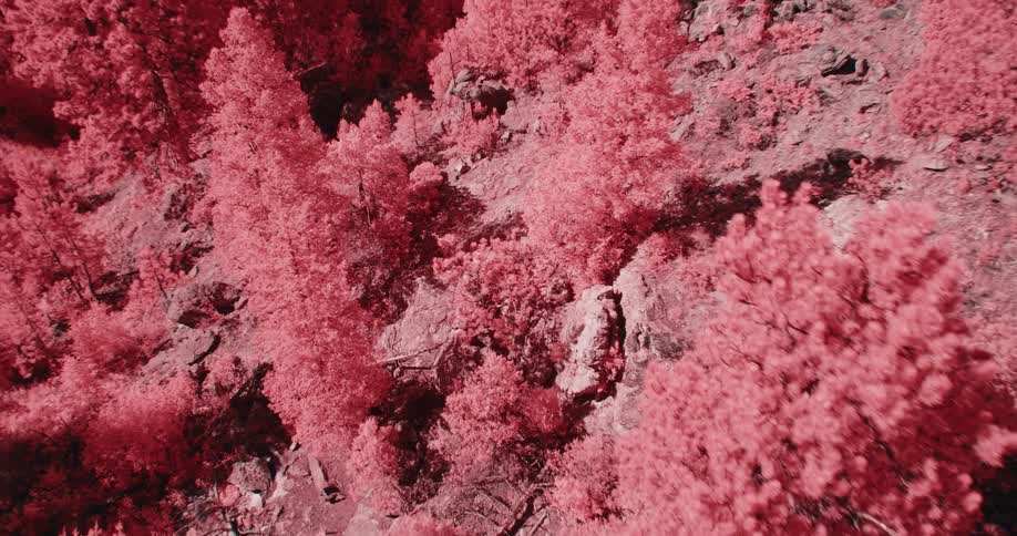 Colored filter tints conifer forest and mountainside red