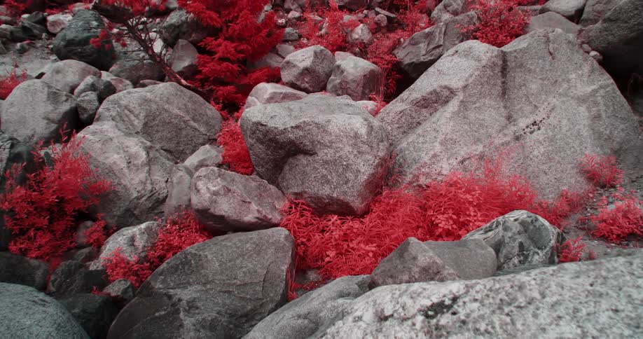 Red grass grows in the holes between the boulders