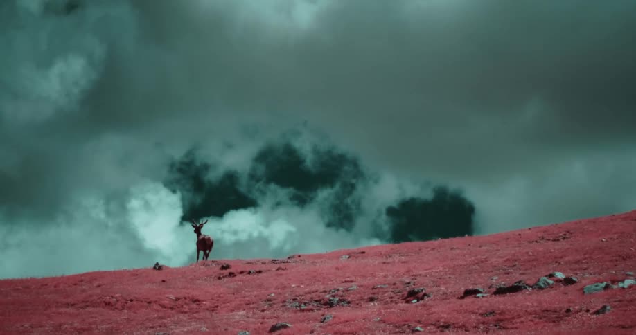 Deer walks across top off red tinted slope under heavily clouded sky