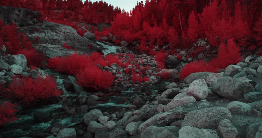 Color filter tints forest vegetation red near stream flowing between boulders