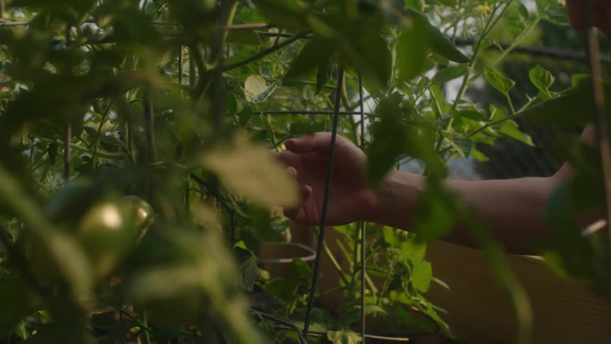 A person is checking the plants in their garden