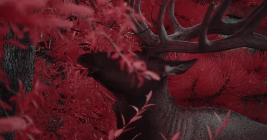 Deer with rack of antlers browses on leaves red filter tinted
