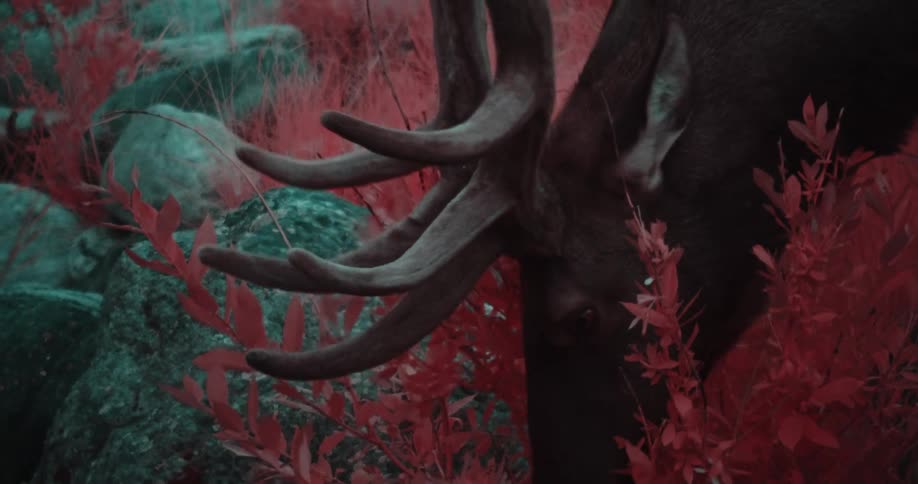 The reindeer is eating the bush