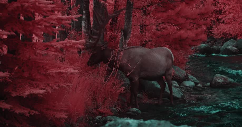 A moose eating red leaves in a lake in the middle of the forest