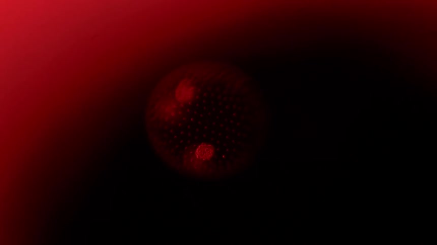 A microscopic human cell is observed under a microscope