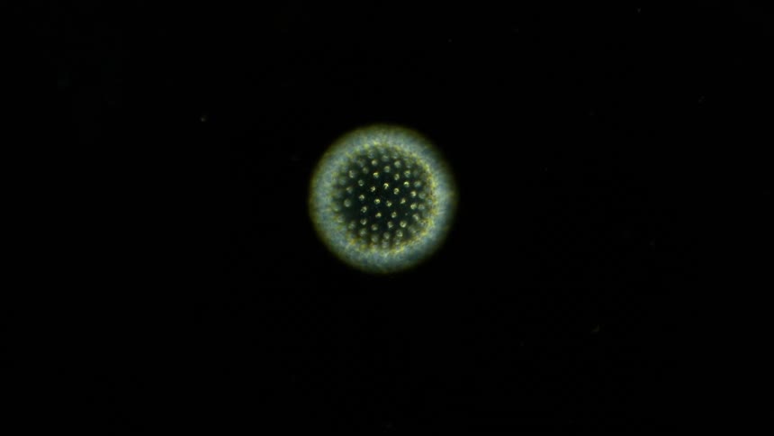 A natural organic cells is seen under a microscope