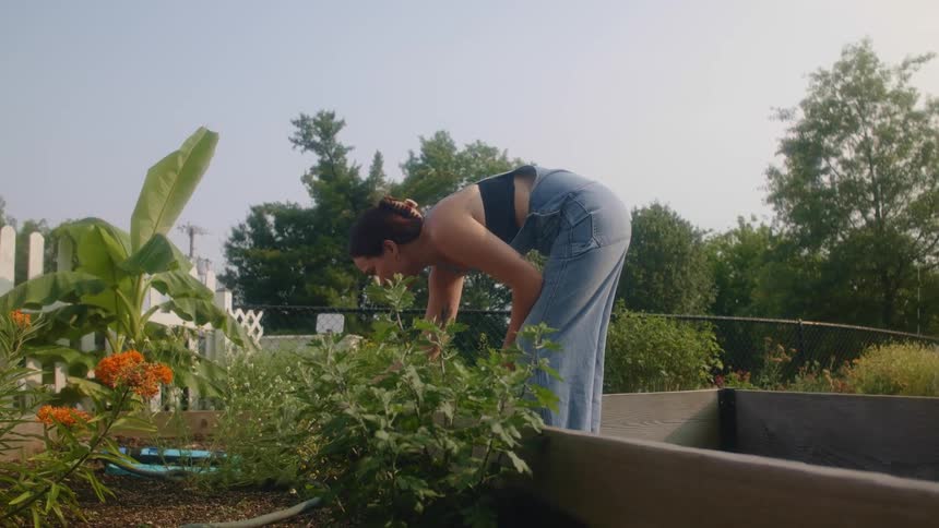 Woman bends over examining plants in raised garden beds