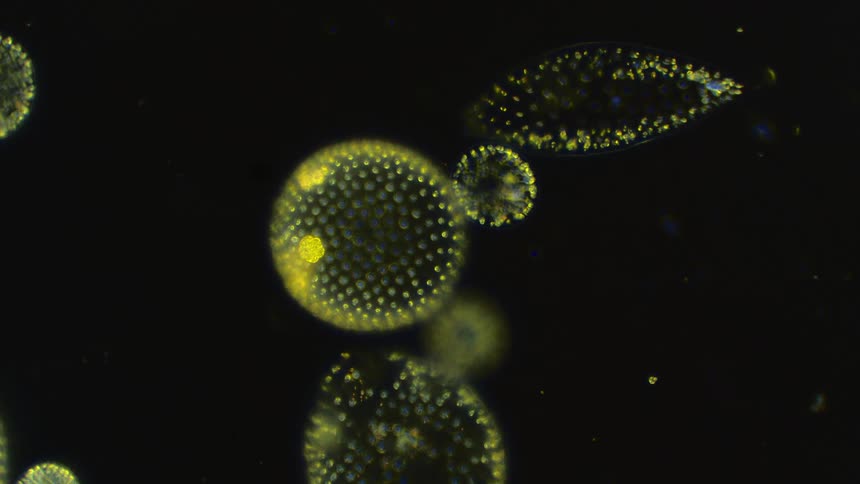 Glowing cells and microbe spheres float against a black background