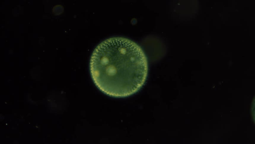 Green glowing spotted and dotted cell floats through blackness