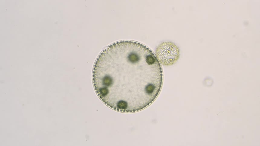 Small organic microbes bounce off larger of two rotating spheres in pale water solution