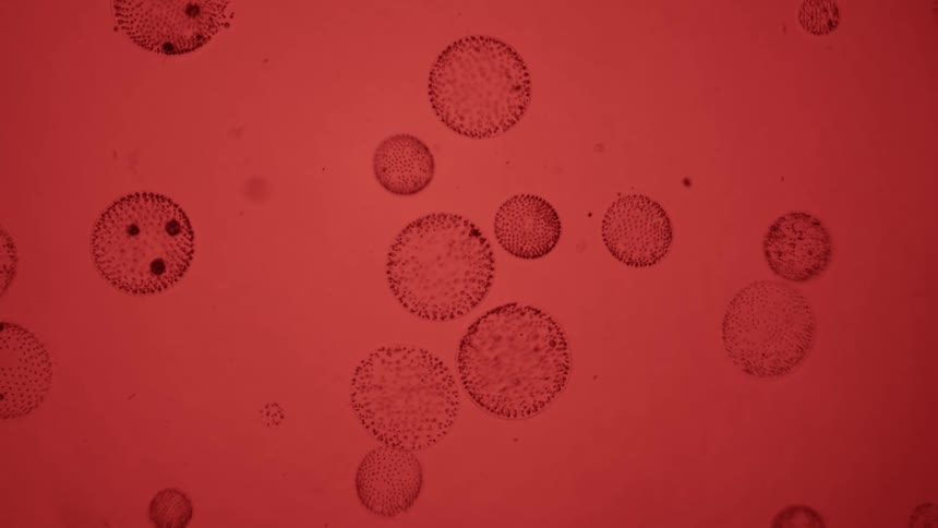 Microscopic speckled and dotted spheres float and rotate against red background