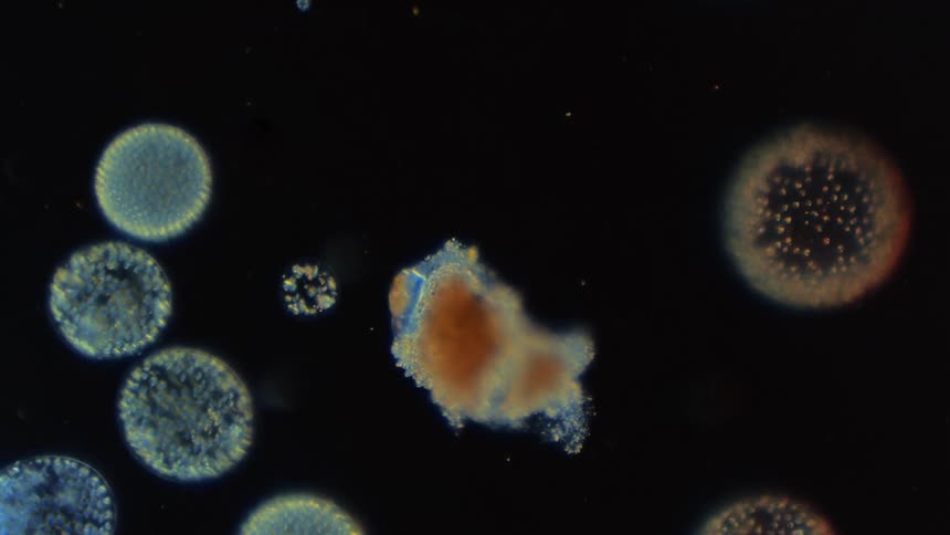 Cells float around together