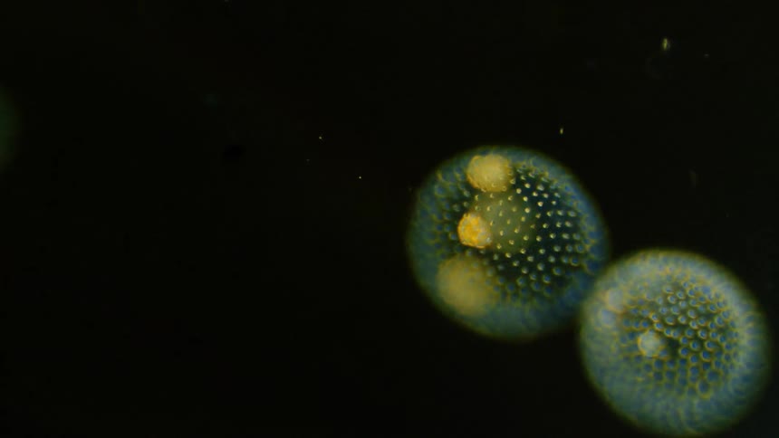 Incredible cells bounce off each other underwater