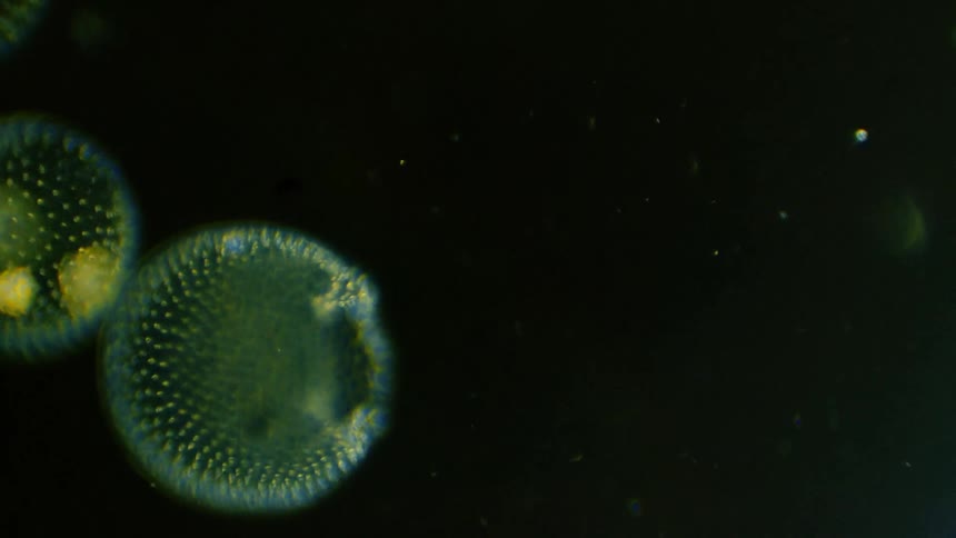 Microscopic cells float around together in harmony