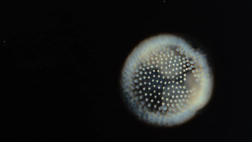 Yellow and blue glowing cell covered in small and large spots slowly rotates while floating against black