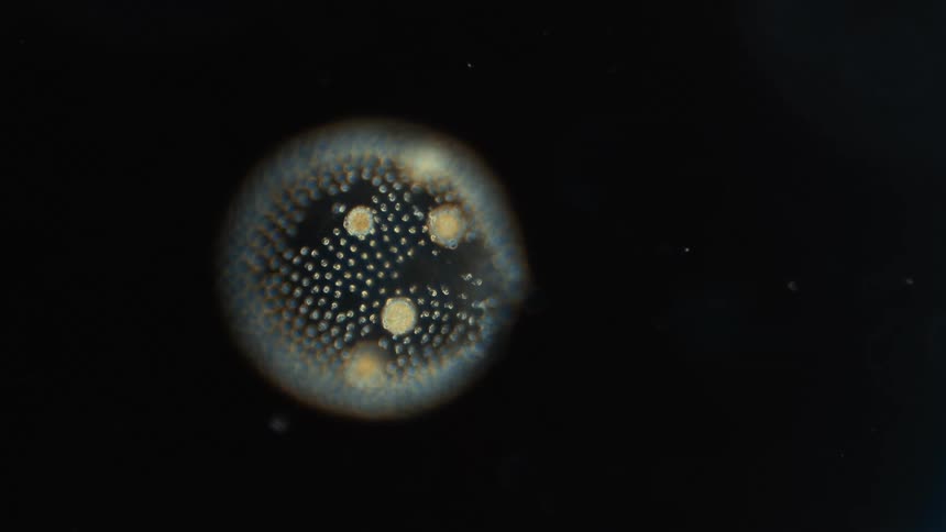 Blue glowing algae with yellow dots floats across black background