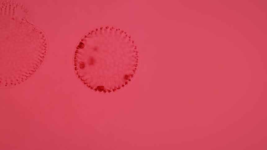 Spotted spherical microbe floats and rotates against a red background