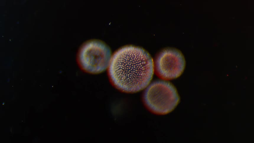 A scientists observes beautiful red and blue cells moving under a microscope