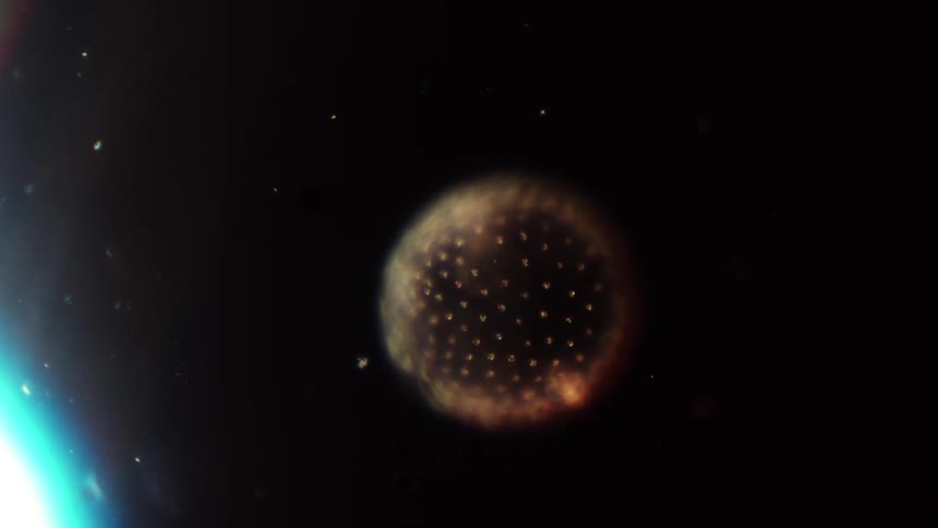 An alien like cells floats as if a planet in space under a microscope