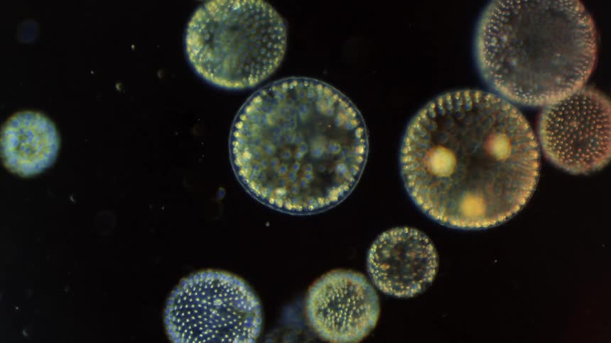 Body cells move under a microscope showing their natural and organic structure under a microscope