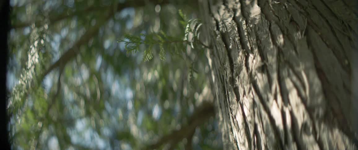 Sunlight shines through the upper branches of a tree onto its trunk on a sunny day