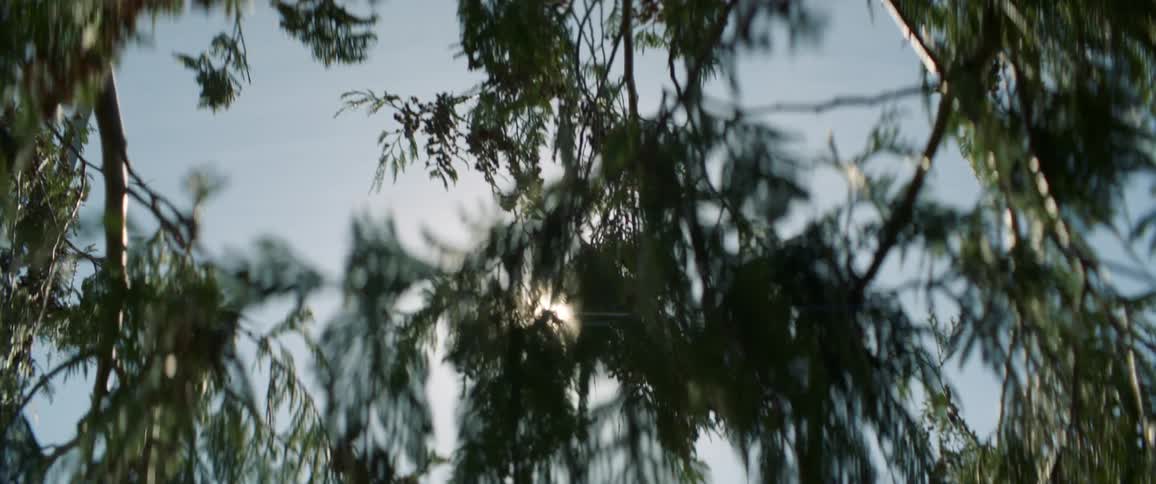 The wind blows the branches on a sunny day