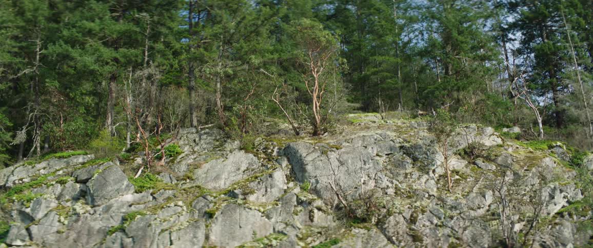 A view of a forest is displayed