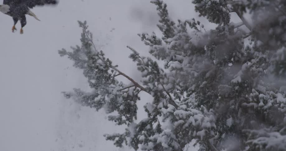 An eagle sitting on a tree branch takes off flying in a snowstorm