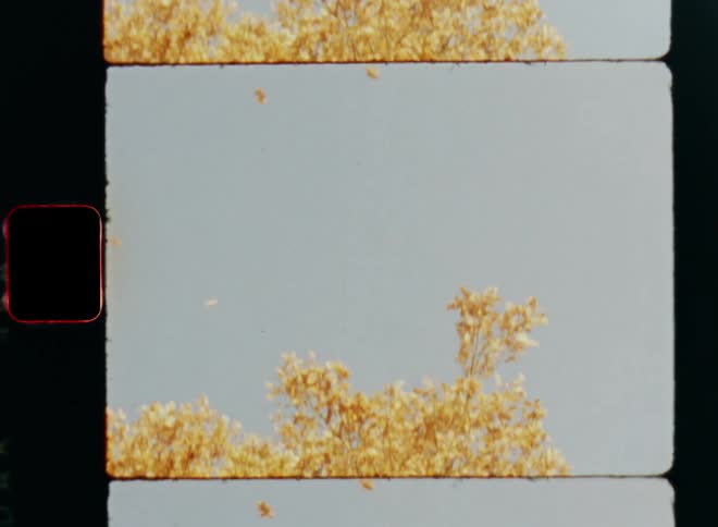 Falling leaves flutter in air near tree with fall foliage in front of a bright blue sky in mild sunny weather symbolising the end of the summer and the progression of the four seasons