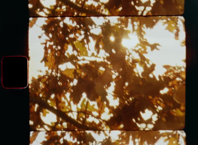 Dynamic handheld 8mm film of bright sunshine shining through the autumn foliage of an oak tree standing at the edge of the forest during a warm fall day with nice weather