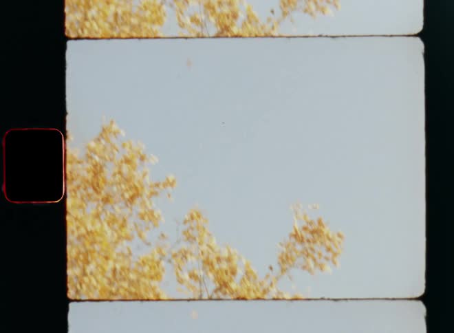 Brown and orange leaves are falling from trees wearing their fall foliage as they fly through the crisp air of a cold and sunny autumn morning on the countryside with bright blue sky