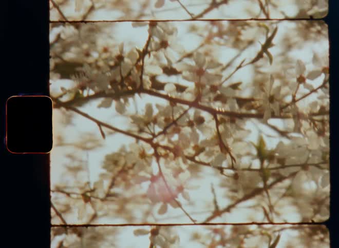 8mm film footage of a cherry tree covered in blossoms on a warm and sunny spring day swaying in the breeze