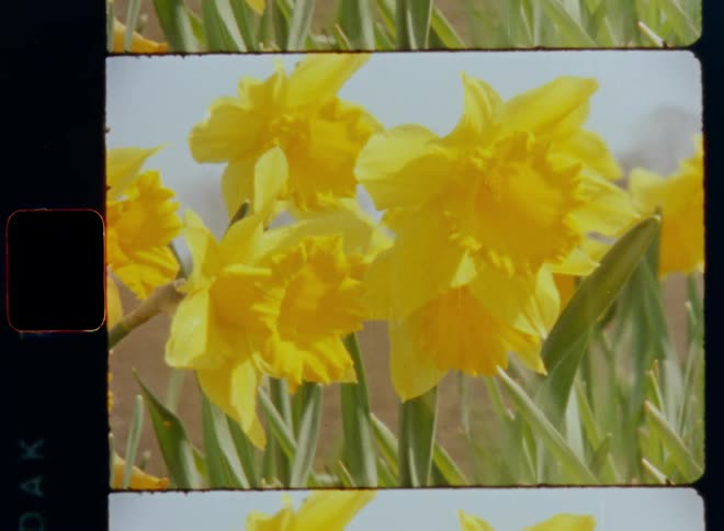 Bright yellow daffodils wave in the breeze next to open agriculture farm field during easter time on Super-8 mm film