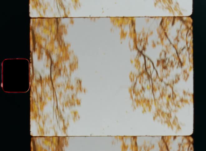 Looking up into the blue sky while standing underneath an old oak tree as the autumn foliage is falling down and the leaves float or fly through the crisp air with dynamic camera movement