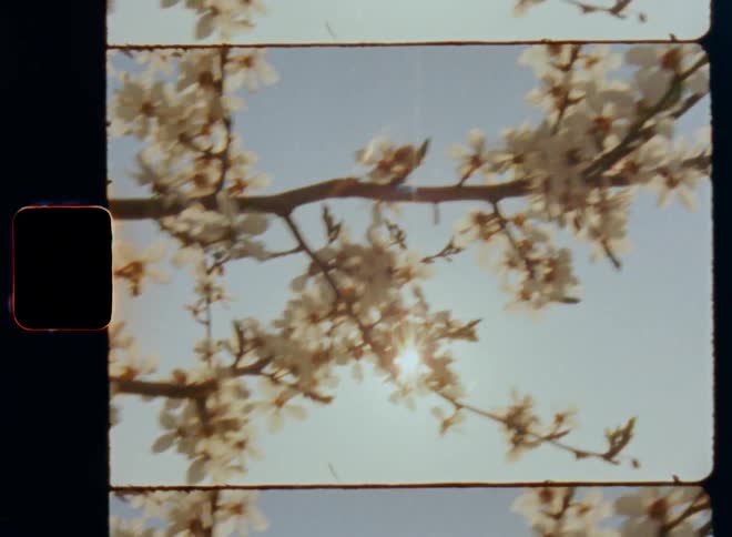 Dynamic handheld 8mm film of the sun breaking through the white flowers of a blackthorn bush or tree on a warm summer day on the countryside