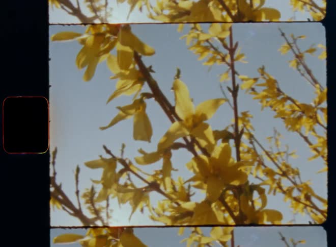 Bright morning sunshine glares and lights up the yellow blossom of a broom bush in front of a blue sky on a beautiful sunny day during daytime on Super-8 mm film