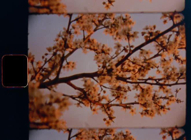 The golden evening sun shines onto the branches of a flowering dogwood bush or tree that moves in the light wind in front of the red sky on a warm springtime day on Super-8 mm film