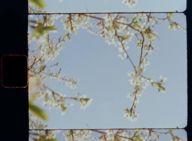 Dynamic handheld 8mm film footage of white flowering cherry branches with green leaves moving in the breeze in front of the blue summer sky during daytime