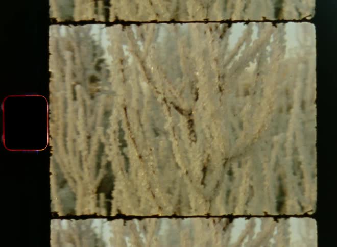 Ice crusted branches of plants on a frozen field sway gently in breeze while the sun shines onto them on a cold Christmas morning in December on vintage Super 8 film