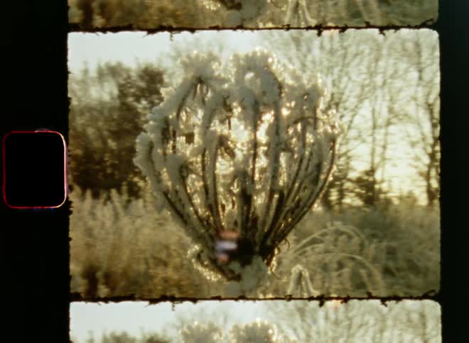 Super 8mm macro close-up of the sun shining through a frozen flower standing in an ice frosted field of plants near leafless trees on a sunny winter day with cold crisp air in the early morning with bright light and lens flare